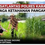 Upaya Satlantas Polres Karawang Jaga Pertumbuhan Tanaman Jagung agar Optimal
